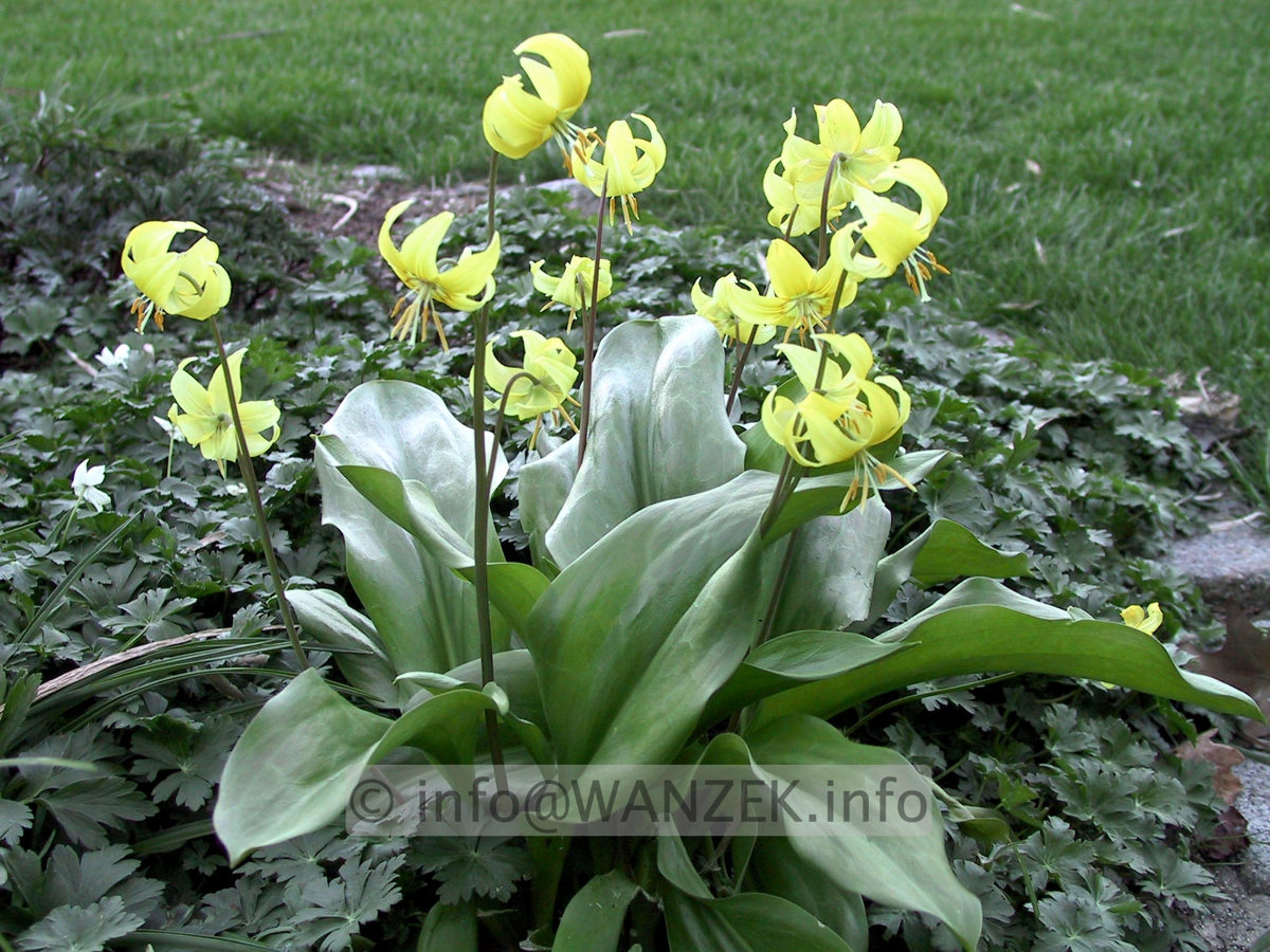 Erythronium tuolumnense Pagode 02.JPG